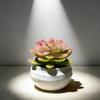 Simulated Succulents Artificial Succulents with Pots,plastic for Desktops, Offices and Decorations - Ideal for Decoration