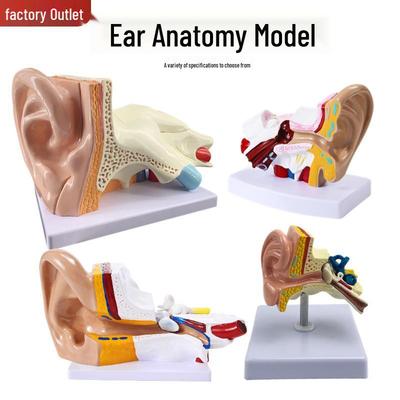 Tabletop Ear Anatomy Model: Outer, Middle & Inner Ear Structures for Teaching the Auditory System