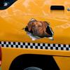 Rhodesian Ridgeback 3D Bryt Muren Bildekal, Vattentäta Vinylmaterial Tillbehör, Intressant För Bilar, Lastbilar, Motorcyklar, Väggar
