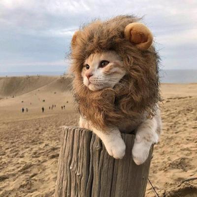 Kedi – Kediler için giyim