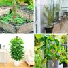 Fashion Detachable Moss Pole To Grow Upwards 32/42/52cm Plants Climbing Support Gardening Tools Palm Vines Stick Outdoor