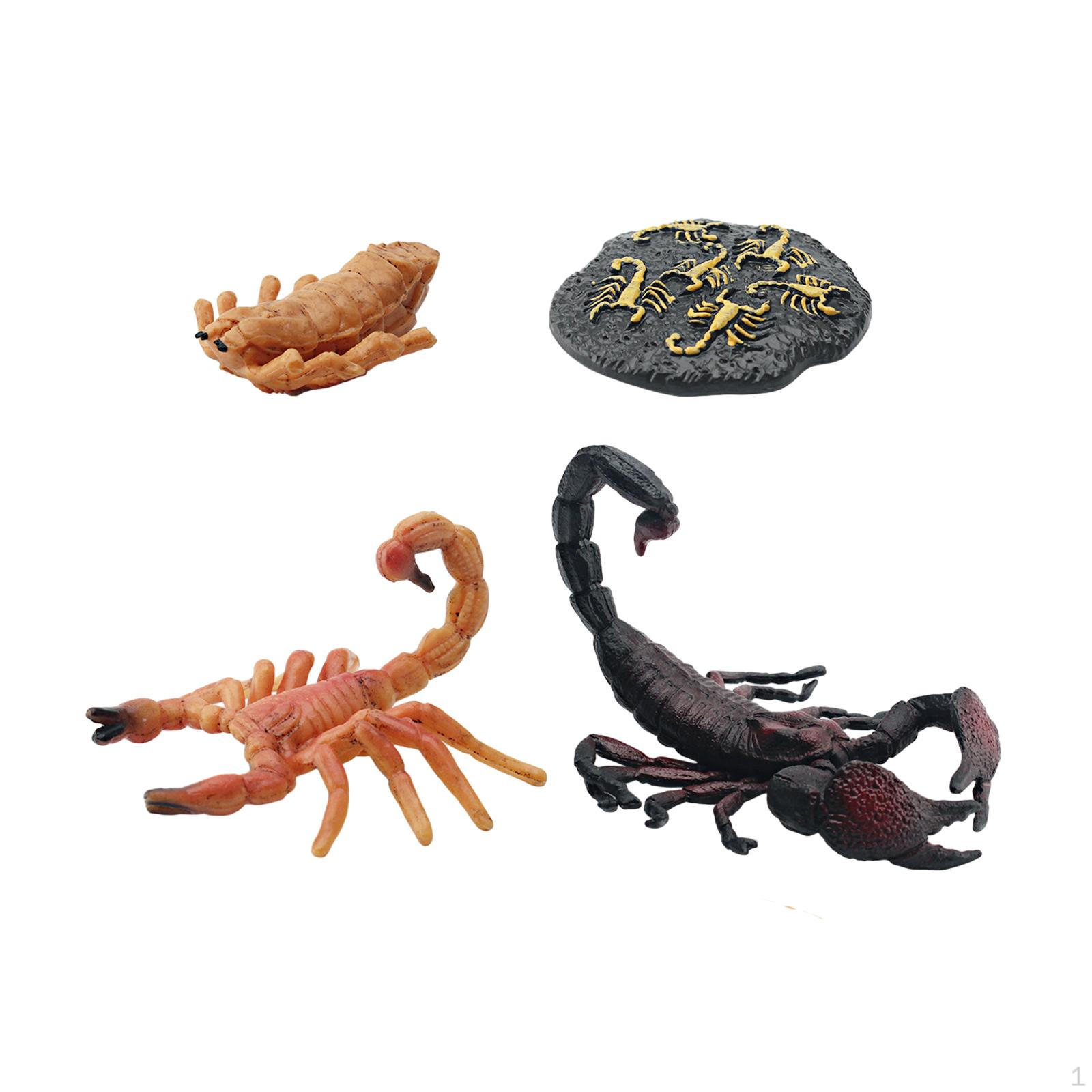 Life Cycle Model Growth Toy Science Biology Animals Figurine for Party Favors Style B