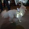 LED Pet Harness USB Rechargeable Light Up Dog Harness 3 Lighting Modes Adjustable Glow-in-The-Dark Safety Vest for Night Walking Medium Large Dogs