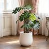 Pali di Muschio per Monstera 16 Pollici in Plastica a Forma di D Pali di Muschio per Piante Supporto per Piante Rampicanti Funziona con Muschio di Sfagno per la Crescita di Piante da Interno