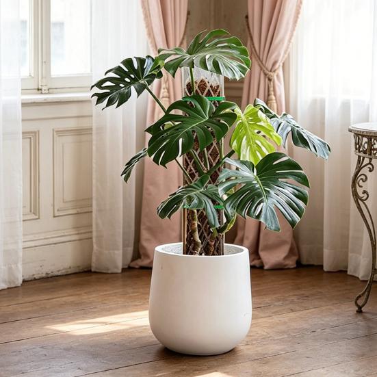 Pali di Muschio per Monstera 16 Pollici in Plastica a Forma di D Pali di Muschio per Piante Supporto per Piante Rampicanti Funziona con Muschio di Sfagno per la Crescita di Piante da Interno
