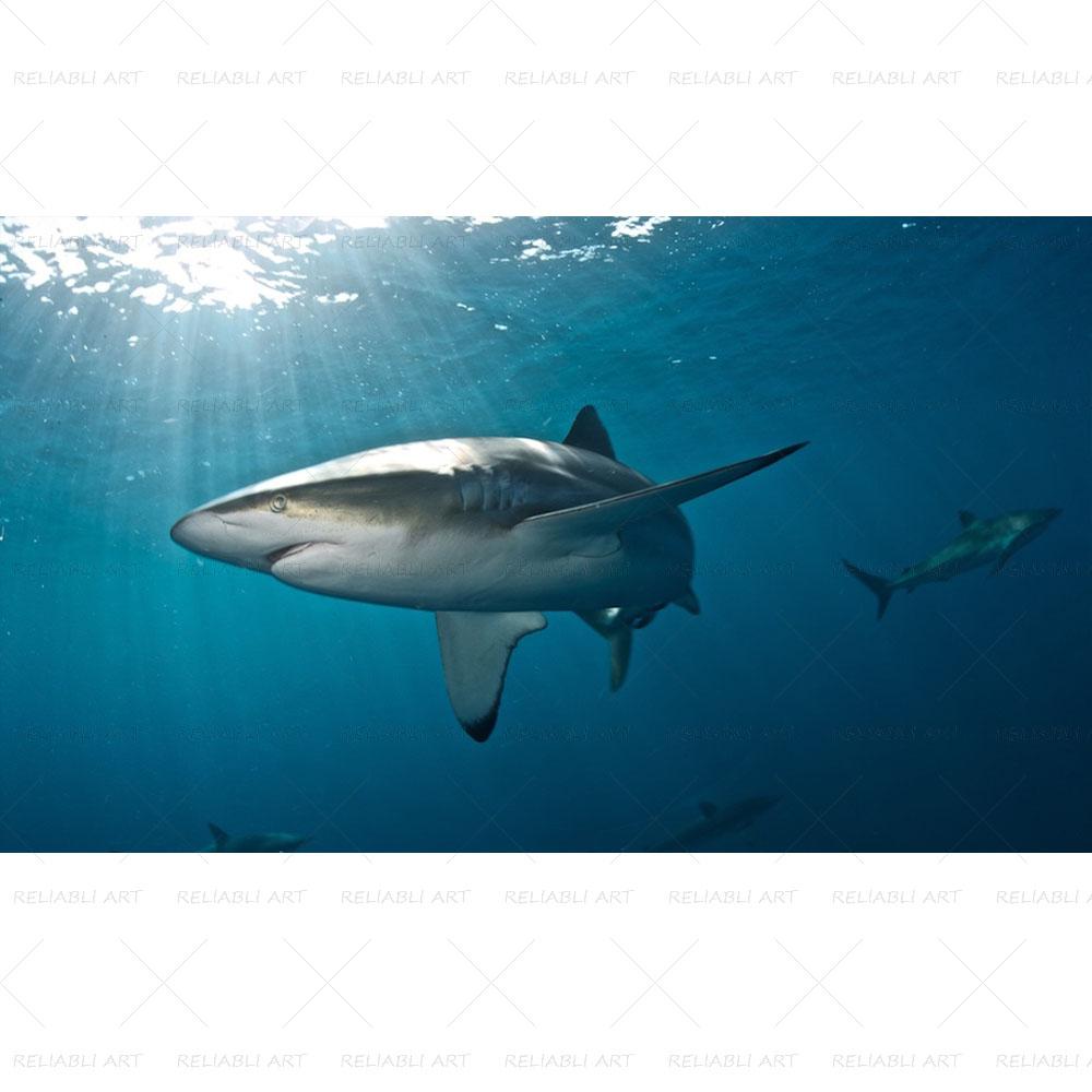 Shark Sea Animal Posters Wall Art Pictures for Living Room Modern Canvas Prints Cuadros Home Decorative Painting NO FRAME