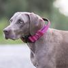 Adjustable Training Harness Pull-Resistant Pet Collar Durable Dog Collar  Medium Dogs