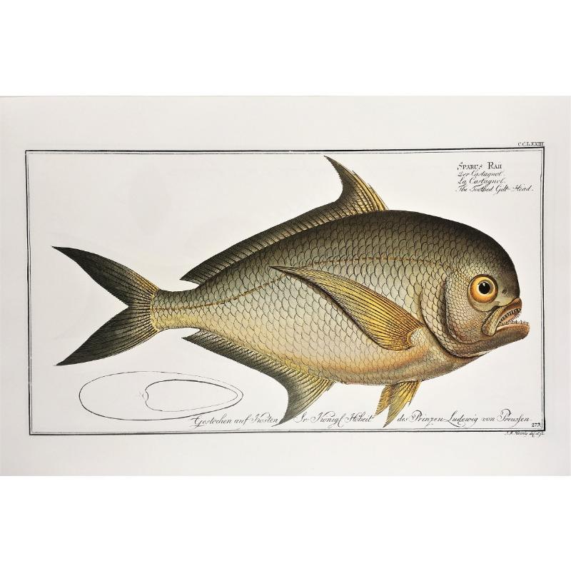 Vintage Freshwater Saltwater Fish Illustration Posters and Prints Canvas Printing Wall Art Picture for Living Room Home Decor