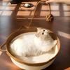Cats Play Basket Bed Stylish Nest for Small Puppy Kittens Cartoon Kittens Mat Pet Bed Scratch Resistant for Household