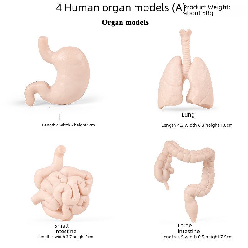 Montessori Teaching Aids: Human Organ Models for Children's Early Education