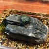 Creative Reptile Terrarium Turtle Accessories Basking Platform Rest Cave Resin Climb Toy Aquarium Decoration Decor Crawling Pets