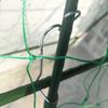 Plant Trellis with Net Sturdy Garden Frame Modular for Growers