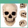 Realistische Lebensgroße Menschliche Anatomie Weiße Harzreplik Schädel Für Halloween-Dekor