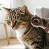 Retractable Cat Back Scratcher, Long Handle Cat Face Massager, Double-Sided Massage Head, Gentle Grooming Tool, 2-in-1 Cat Wand Toy for Indoor Cats