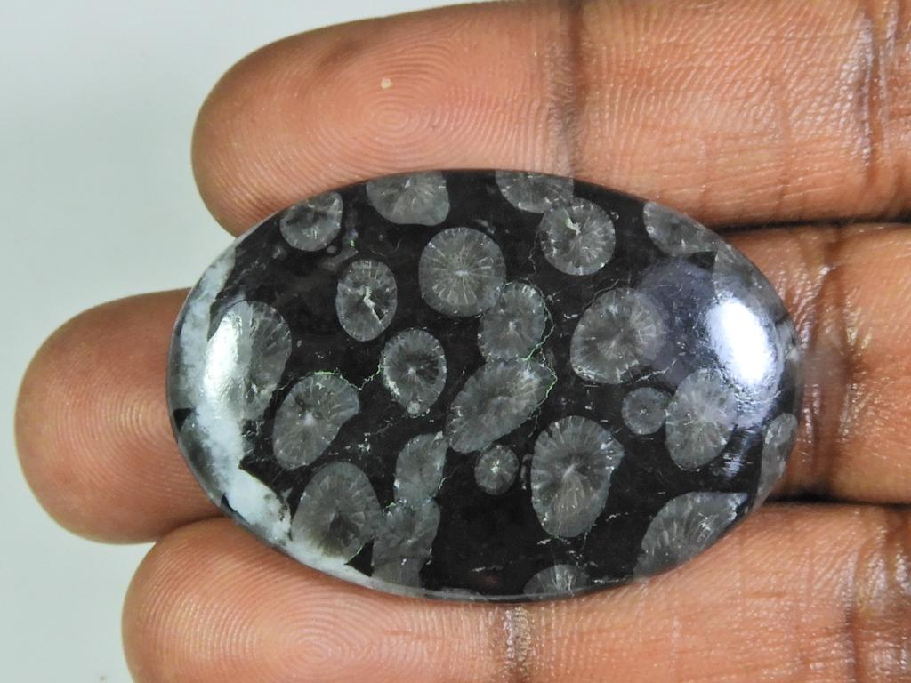 AA++ 55Cts.Natural Black Fossil Coral Oval Cabochon Loose Gemstone 28X41X5MM ET-301