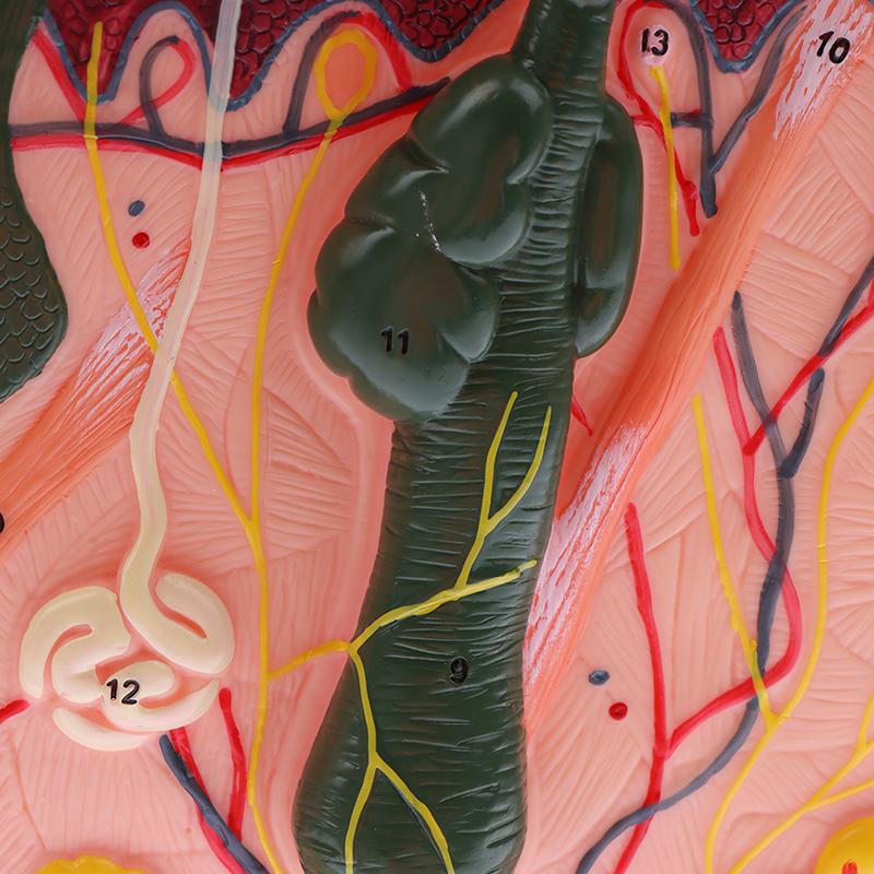 Model de piele de 35/50 de ori Structura părului de piele anatomică umană Măriți anatomia modelului