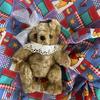 [USED] Vintage British teddy bear, approximately 22cm, price reduced from ¥6000 to ¥5500