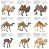Wildlife Pvc Model Collection With Realistic Desert Camels For Classroom Decor