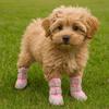 4pcs/set Warm Dog Cotton Shoes Breathable Soft Bottom Winter Dog Boots Anti-dirt Waterproof Non-Slip Dog Shoes for Puppy Dogs