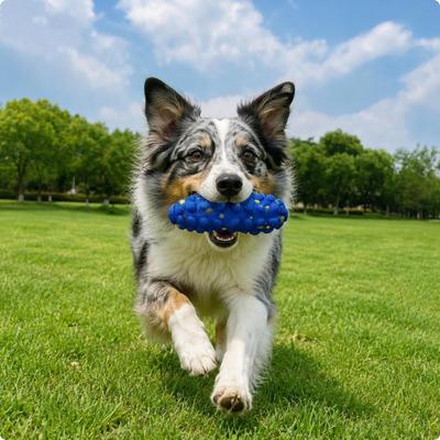 Köpek – Köpek oyuncakları