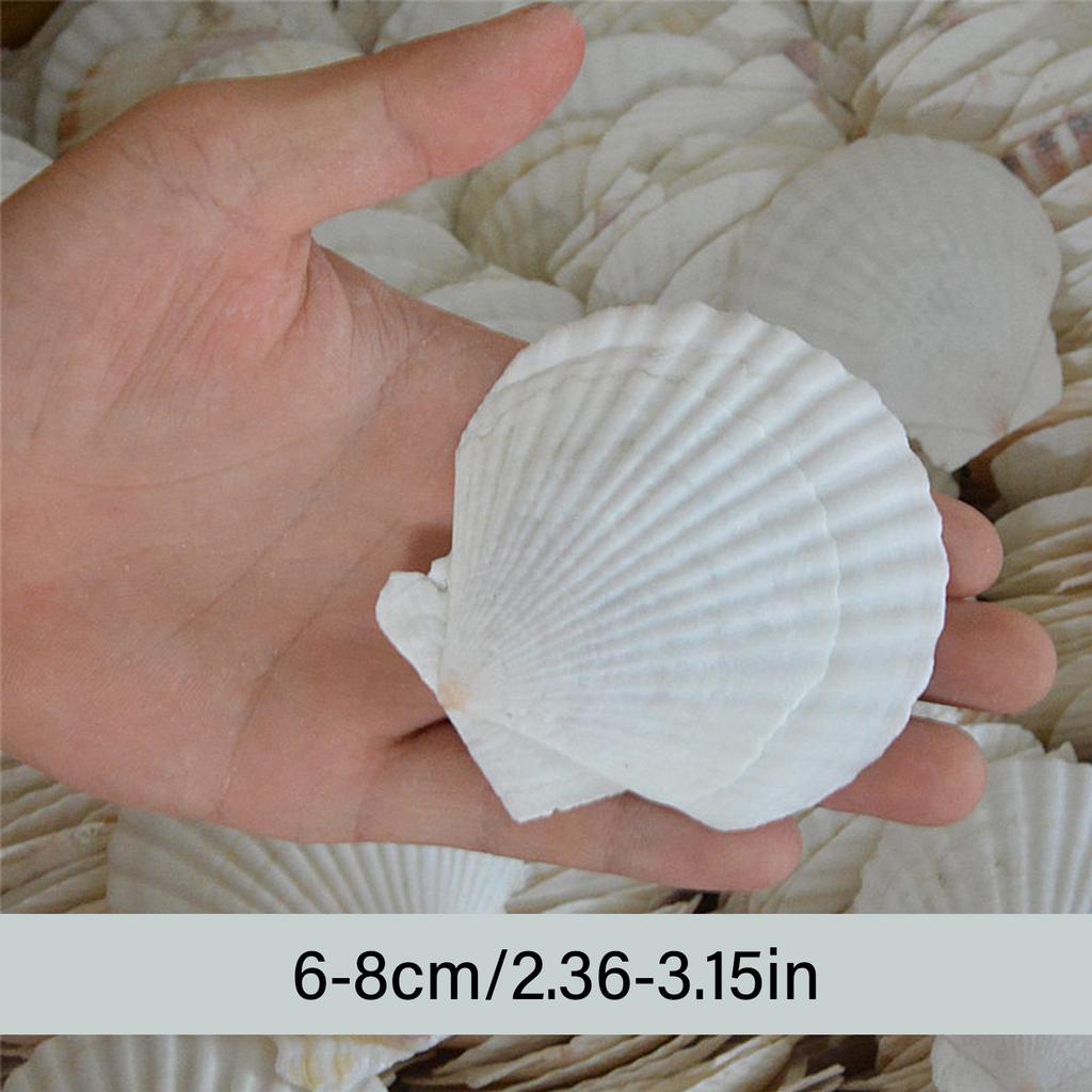 Pack of 20 Large White Scalloped Shells for Crafts Painting Baking Ocean Themed Party Decoration And Home Accent 6-8cm
