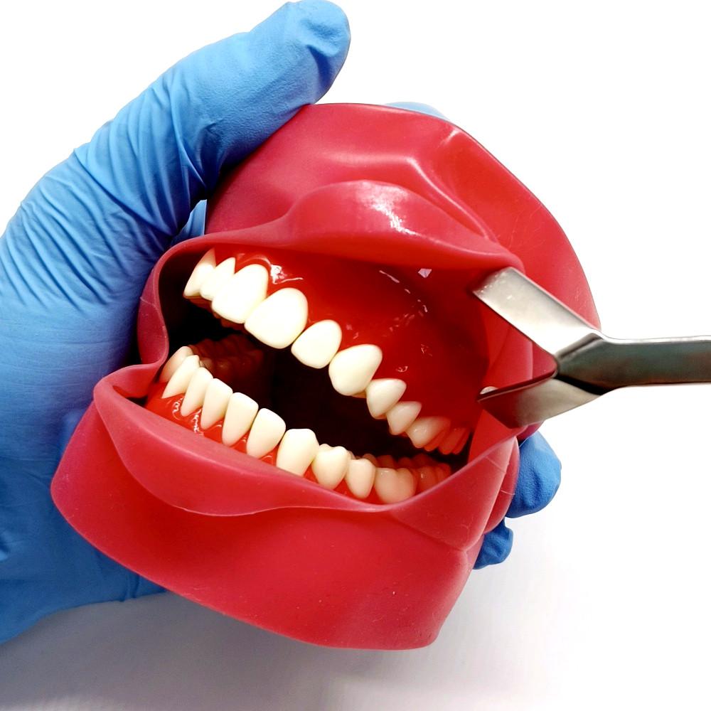 1 Stück Dental Zygoma Retractor Edelstahl Wangenretraktor für Seitenzähne im Oberkiefer Chirurgischer Retraktor