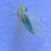 Anti-Counterfeiting Mini Microscope Mobile Phone High-Definition