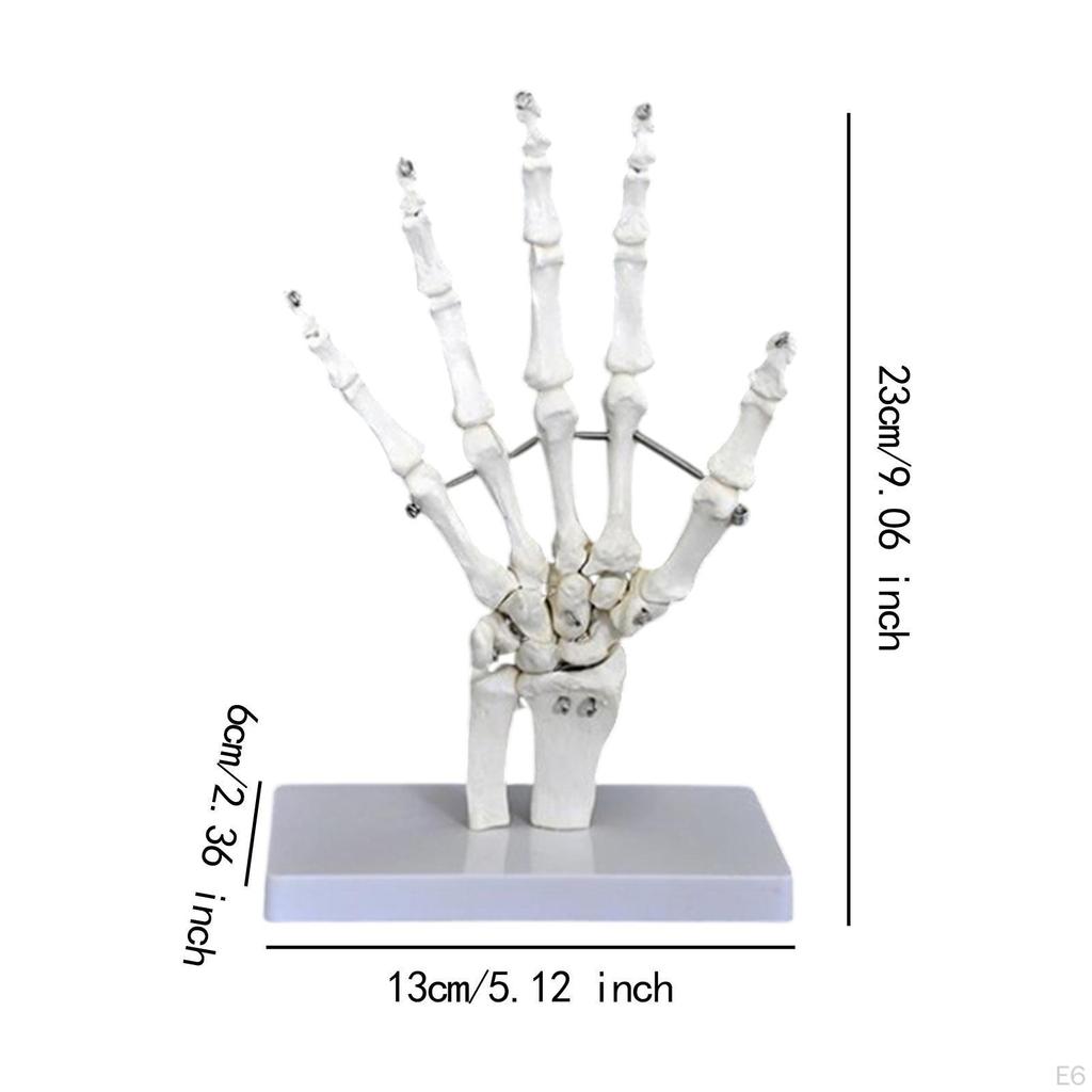 Model lidského kloubu pro vzdělávací účely, Lékařská zobrazovací pomůcka, Věda o kosterní struktuře