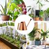 Garden Watering Can 900ML Stainless Steel Plant Watering Can Plant Waterer Golden Plant Watering Watering Devices For Indoors