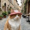 Adjustable Dog Fisherman Hat Cartoon Pattern Dog Visor Hats Pet Sun Hat  Spring Summer
