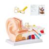 VEVOR Human Ear Anatomy Model, 3 Parts 5 Times Enlarged Human Ear Model Displaying Outer, Middle, Inner Ear with Base