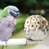 Vogelzubehör Zahnmahlwerk Wellensittiche Kauspielzeug Vogelspielzeug Sola Ball Interaktives Spielzeug Mahlspielzeug