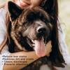 Lingettes pour les yeux de chien Lingettes pour les yeux de chien Éliminateur de taches de larmes Lingettes pour les yeux pour chiens et chats Éliminez en douceur les débris de décharge Lingettes pour les larmes