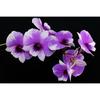 Full Diamond Painting 5d Round Orchid Picture Diamond Mosaic Resin Flower Embroidery Crafts Cross Stitch Kits Home Decor