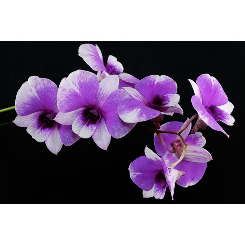 Full Diamond Painting 5d Round Orchid Picture Diamond Mosaic Resin Flower Embroidery Crafts Cross Stitch Kits Home Decor