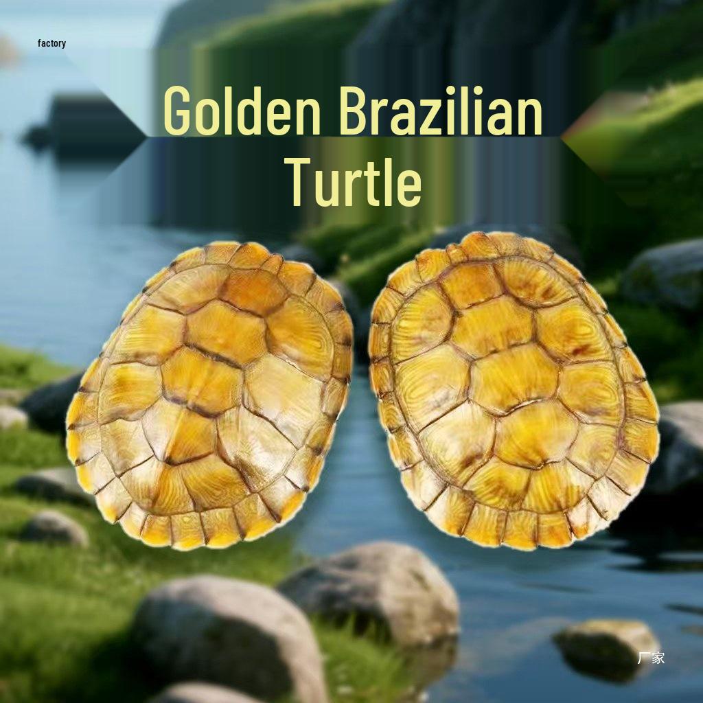 

Gold Longevity Deep Water Turtle - Live Pet Turtle for Observation 9-10 cm Male & Female [2 pcs]