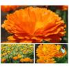 Natural Dried Calendula Flowers for Beauty 30g*2