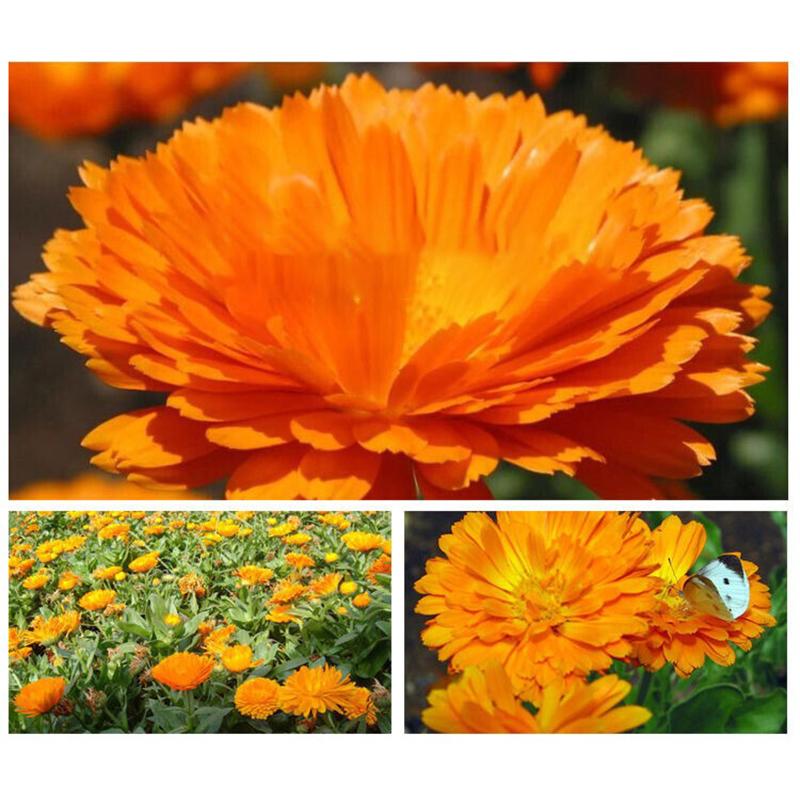Natural Dried Calendula Flowers for Beauty 30g*2
