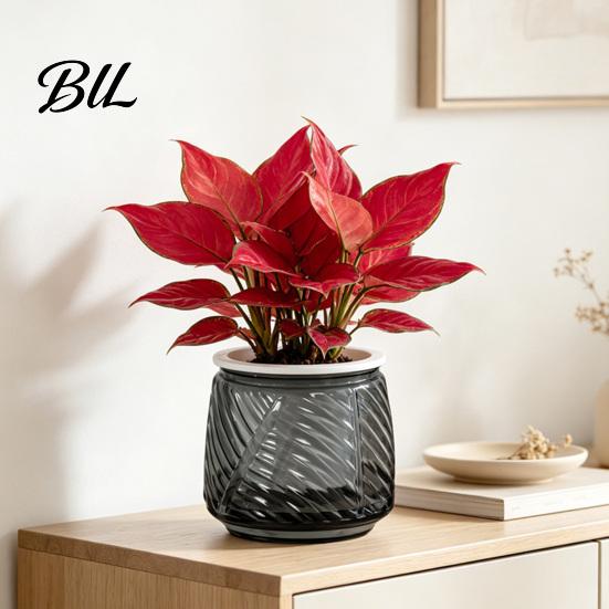 Decorative Container for Plants Self Watering Planter with Wick Rope Indoor Plants, Double Layer Easy Care Plant Pot Transparent Hydroponic