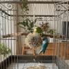 Natural Grass Parrot Hanging Grass Ball Chew-able Bite Resistant Bird Foraging Ball Shreddable Bird Chewing Parakeet