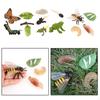 3 Sets Early Education Kids Cycle Figures Toy Nature