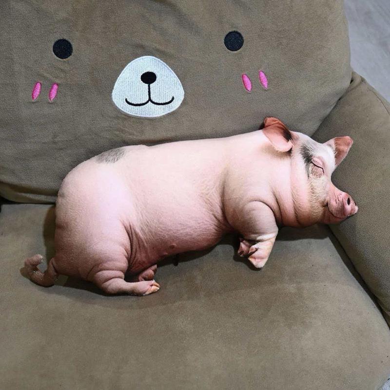 In Stock Cute Lifelike Simulation Pig Plush Toy Soft Sleeping Pillow Holiday Gift For Close Friends Home Sofa Decor Cushion