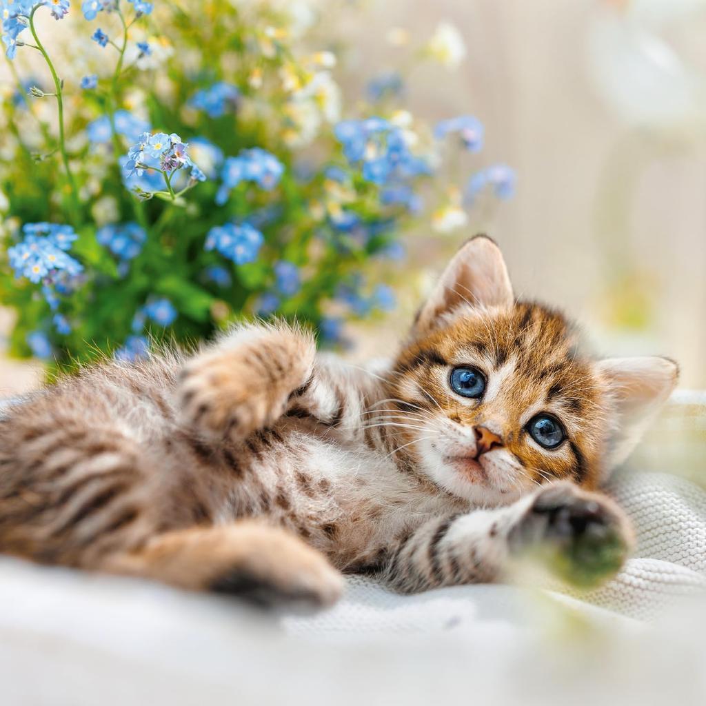 Calendar 2025-2026 Cute Kittens Wall Planner, Adorable Cat Organizer, 16-Month Hanging Schedule Sep 2025–Dec 2026, 12x12 in