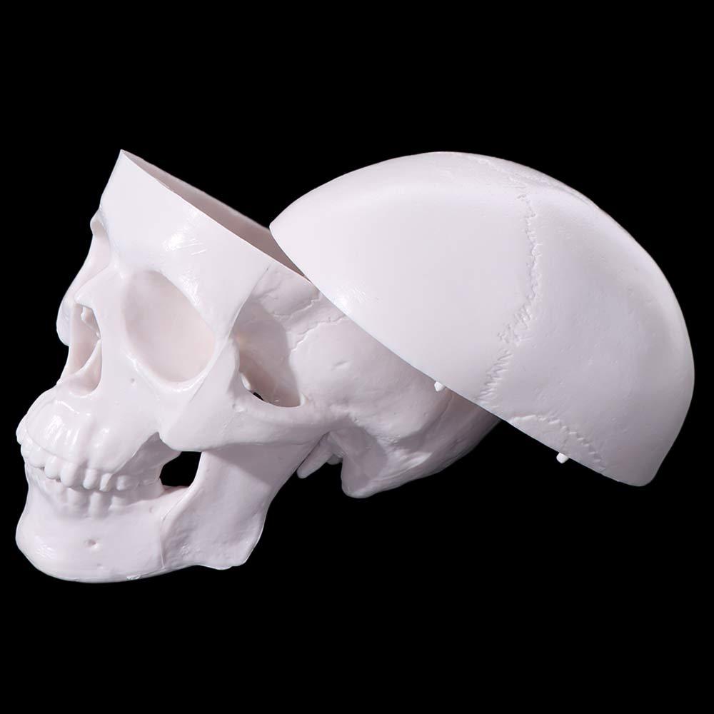Skull Cap Skull Model Removable Anatomical Head Skull Fine Arts Human Head Model  School Supplies
