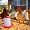 1KG Automatic Chicken Feeder Bucket Rooster Hen Feeding Farm Animal Device, Supplies Poultry Qu G2E3