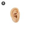 5D Silicone Ear Model for Ear Picking, Teaching, Jewelry Display, and Hearing Aid Demonstration