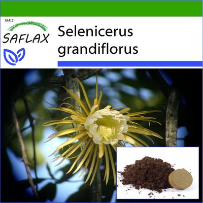 Queen of the Night - 40 Seeds - With Potting Substrate for Better Cultivation - Selenicerus Grandiflorus
