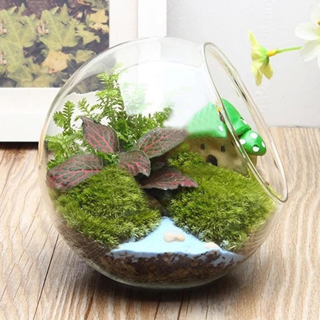 Planter Terrariums Glass Round Terrarium Fish Bowl Plant Flowerpot Vase Air Plant Container Glass Home Display Centerpiece