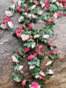 6 Pcs Flower Garland Artificial Rose Vine Flowers with Green Leaves Hanging Fake Roses Vine for Room Anniversary Wedding Birthday Christmas Arch Decor