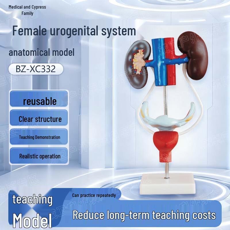Female Urogenital System Anatomical Model